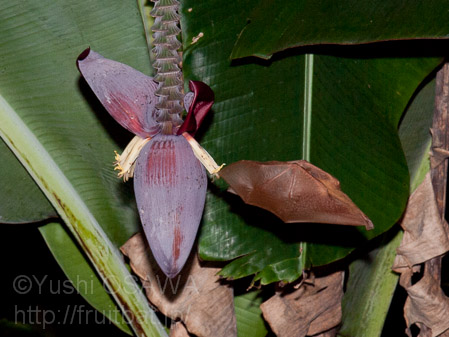シタナガフルーツコウモリ　Macroglossus minimus　lesser long-tongued fruit bat