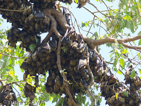 ストローオオコウモリ,Eidolon helvum,Straw -colored fruit bat,ケニア ウエスタン州,20010年11月