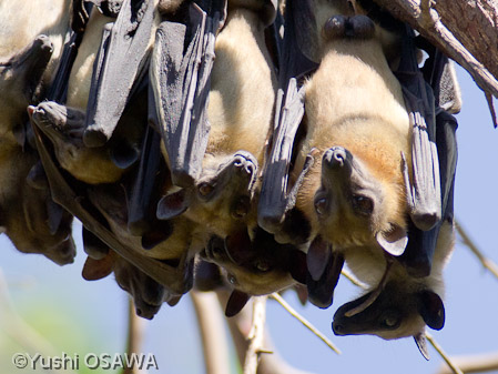 ストローオオコウモリ　Eidolon helvum　Straw -colored fruit bat
