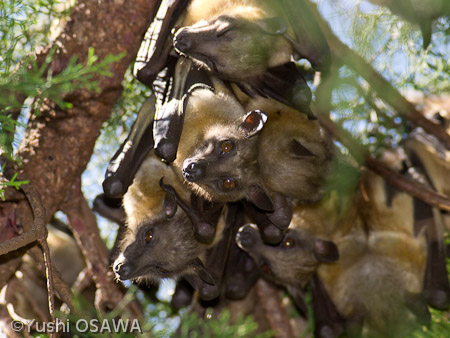 ストローオオコウモリ,Eidolon helvum,Straw -colored fruit bat,ケニア ウエスタン州,20010年11月