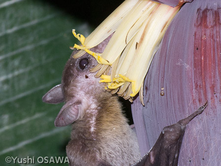ヨアケオオコウモリ　Eonycteris spelaea　cave  fruit bat