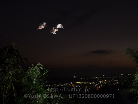 亜種オリイオオコウモリ　Pteropus dasymallus inopinatus　Ryukyu Flyingfox