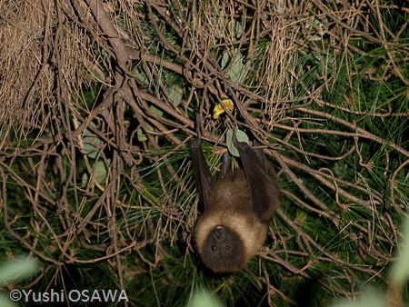 亜種エラブオオコウモリ　Pteropus dasymallus dasymallus　Ryukyu Flyingfox