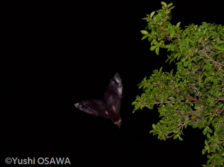 亜種エラブオオコウモリ　Pteropus dasymallus dasymallus　Ryukyu Flyingfox