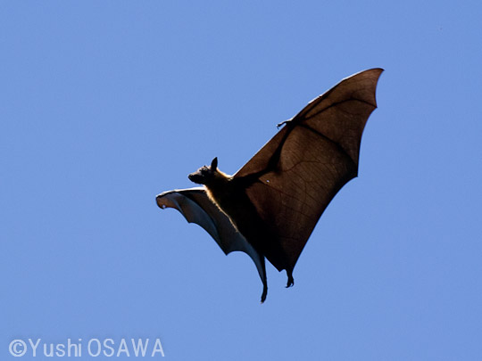 インドオオコウモリ　Pteropus giganteus　Indian flying fox