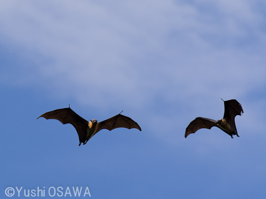 インドオオコウモリ　Pteropus giganteus　Indian flying fox