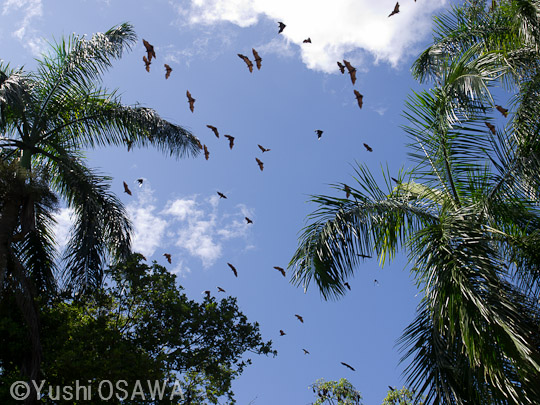 インドオオコウモリ　Pteropus giganteus　Indian flying fox