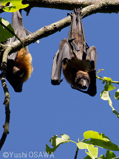 インドオオコウモリ　Pteropus giganteus　Indian flying fox