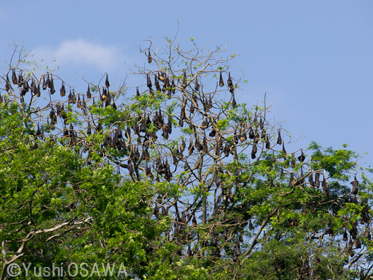 インドオオコウモリ　Pteropus giganteus　Indian flying fox