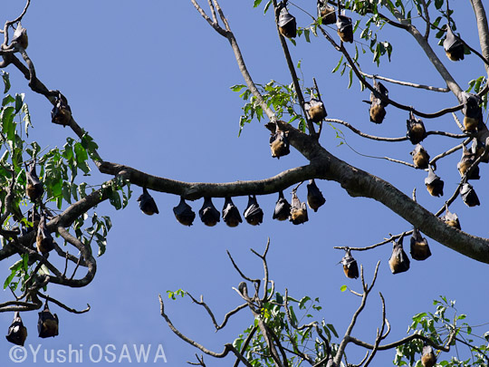 インドオオコウモリ　Pteropus giganteus　Indian flying fox