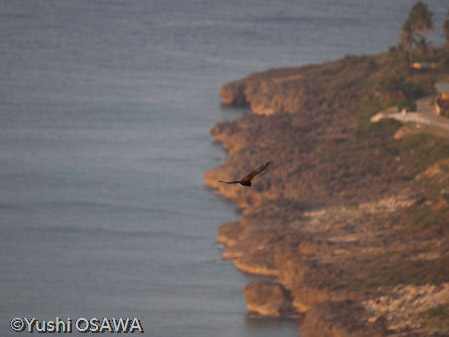 クロミミオオコウモリ　Pteropus melanotus natalis　Christmas Island  flying fox