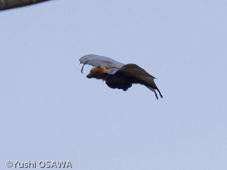 ペンバオオコウモリ　Pteropus  voeltzkowi　Pemba flying fox