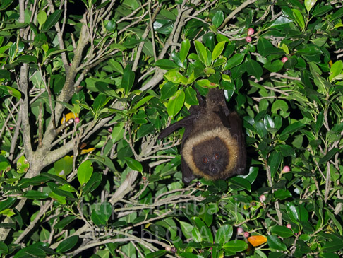亜種タイワンオオコウモリ　Pteropus dasymallus formosus　Ryukyu Flyingfox