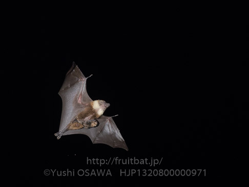 亜種ヤエヤマオオコウモリ　Pteropus dasymallus yayeyamae　Ryukyu Flyingfox