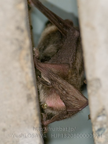 アブラコウモリ　Pipistrellus abramus　Japanese Common Pipistrelle