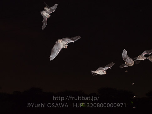アブラコウモリ　Pipistrellus abramus　Japanese Common Pipistrelle
