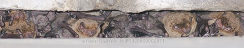 アブラコウモリ　Pipistrellus abramus　Japanese Common Pipistrelle