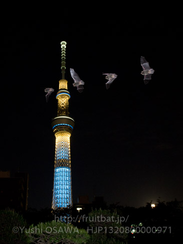 アブラコウモリ　Pipistrellus abramus　Japanese Common Pipistrelle