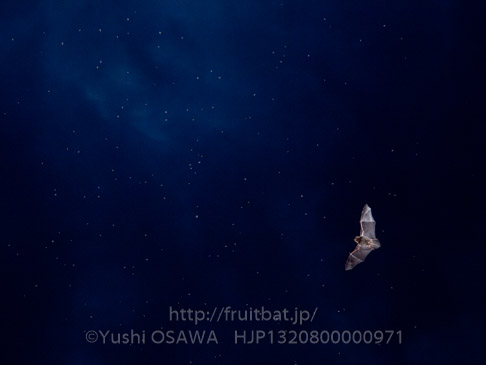 アブラコウモリ　Pipistrellus abramus　Japanese Common Pipistrelle