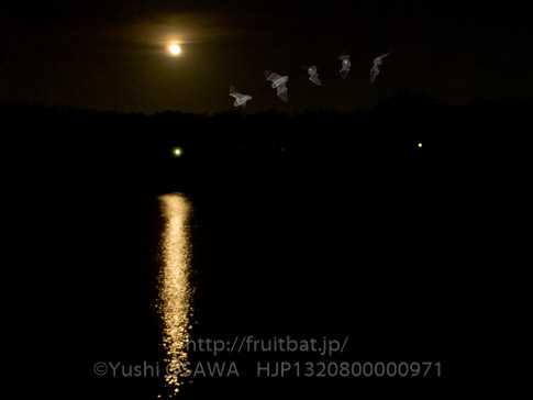 アブラコウモリ　Pipistrellus abramus　Japanese Common Pipistrelle