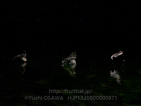 アブラコウモリ　Pipistrellus abramus　Japanese Common Pipistrelle