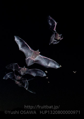 アブラコウモリ　Pipistrellus abramus　Japanese Common Pipistrelle