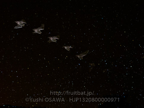 アブラコウモリ　Pipistrellus abramus　Japanese Common Pipistrelle