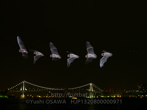 アブラコウモリ　Pipistrellus abramus　Japanese Common Pipistrelle