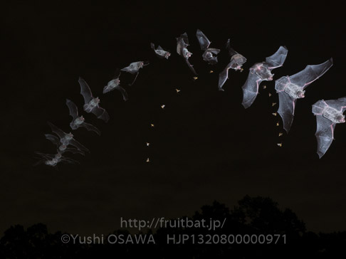 アブラコウモリ　Pipistrellus abramus　Japanese Common Pipistrelle
