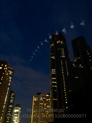 アブラコウモリ　Pipistrellus abramus　Japanese Common Pipistrelle