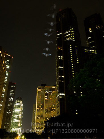 アブラコウモリ　Pipistrellus abramus　Japanese Common Pipistrelle