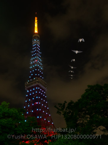 アブラコウモリ　Pipistrellus abramus　Japanese Common Pipistrelle