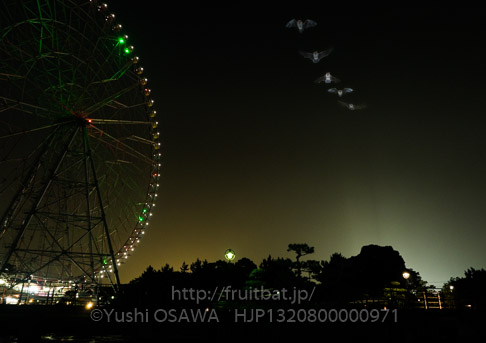 アブラコウモリ　Pipistrellus abramus　Japanese Common Pipistrelle