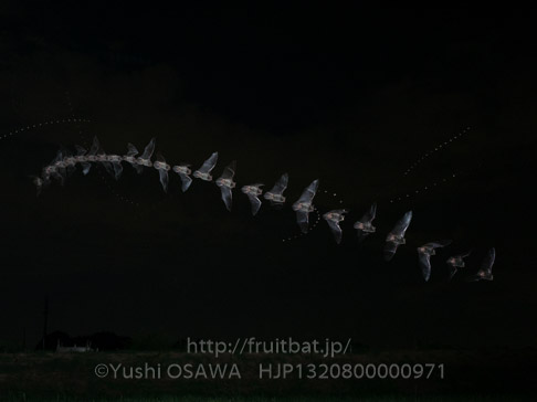 アブラコウモリ　Pipistrellus abramus　Japanese Common Pipistrelle