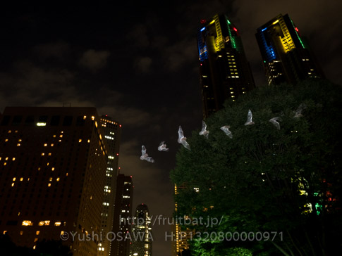 アブラコウモリ　Pipistrellus abramus　Japanese Common Pipistrelle