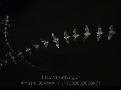 アブラコウモリ　Pipistrellus abramus　Japanese Common Pipistrelle