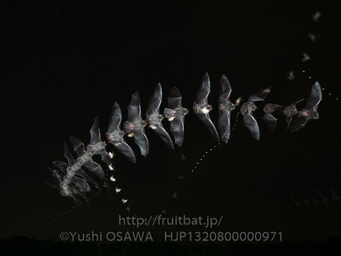 アブラコウモリ　Pipistrellus abramus　Japanese Common Pipistrelle