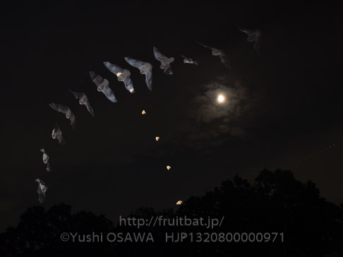 アブラコウモリ　Pipistrellus abramus　Japanese Common Pipistrelle