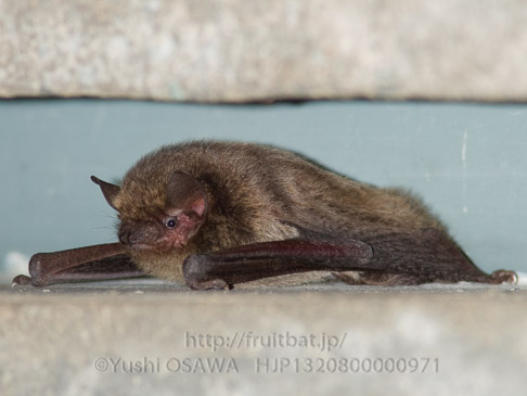 アブラコウモリ　Pipistrellus abramus　Japanese Common Pipistrelle