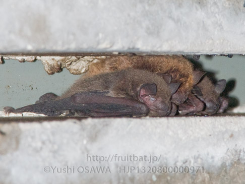 アブラコウモリ　Pipistrellus abramus　Japanese Common Pipistrelle