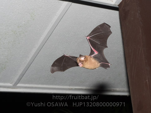 グールドカグラコウモリ　Hipposideros cervinus　Fawn Roundleaf Bat
