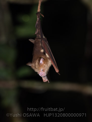 ハチマキカグラコウモリ　Hipposideros diadema　Diadem Roundleaf Bat