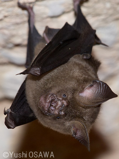 ヒマラヤカグラコウモリ　Hipposideros armiger　Great roundleaf bat