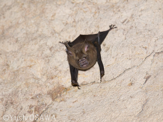 ヒマラヤカグラコウモリ　Hipposideros armiger　Great roundleaf bat