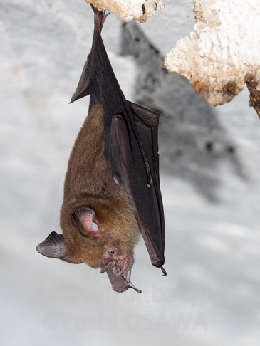 ホースフィールドカグラコウモリ　Hipposideros larvatus　Intermediate roundleaf bat