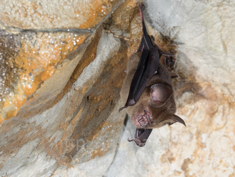 ホースフィールドカグラコウモリ　Hipposideros larvatus　Intermediate roundleaf bat