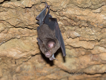 カグラコウモリ　Hipposideros turpis　Lesser Round leaf Bat