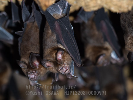 カグラコウモリ　Hipposideros turpis　Lesser Round leaf Bat