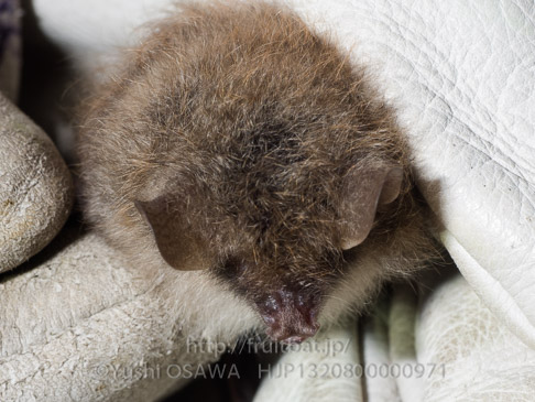 コテングコウモリ　Murina ussuriensis　Ussurian tube-nosed bat