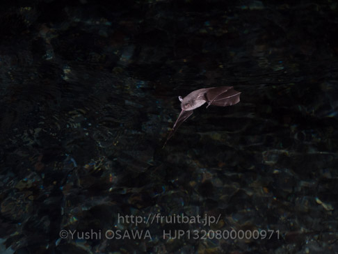 モモジロコウモリ　Myotis macrodactylus　Japanese Large-footed Bat